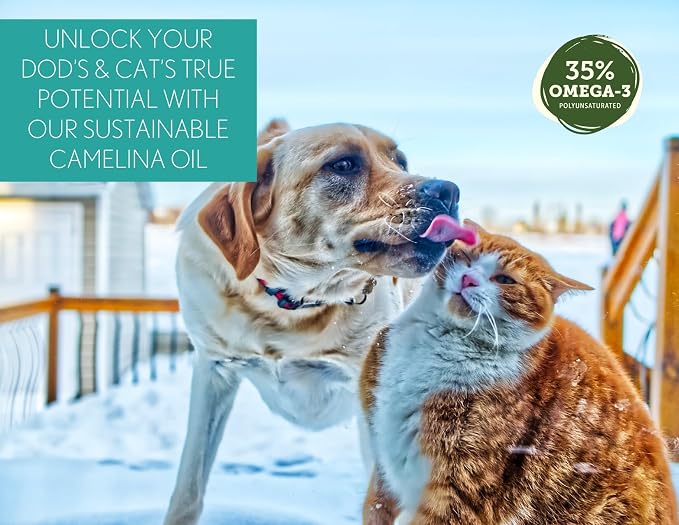 Camelina Oil for Dogs & Cats, 500mL by Olimega Farm | High in Omega-3 & Vitamin E | Support for Healthy Joints, Coat & Skin | Alternative to Salmon Oil for Dogs | Made in Canada | Non-GMO