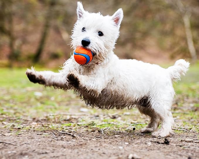 Chuckit! Ultra Ball Dog Toy, Balls for Dogs to Fetch, Durable Rubber, Small 2-inch (Pack of 24)