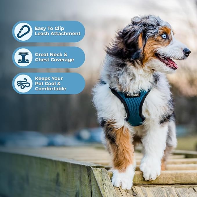 Voyager Step-in Lock Dog Harness - Turquoise/Black Trim, Medium | 17 - 21" in Chest, Adjustable, Breathable Air Mesh, Lightweight for Daily Walks, Strong Clips, Heavy Duty D-Ring
