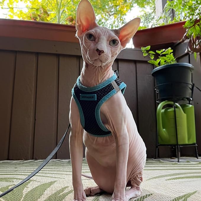 Voyager Step-in Air Dog Vest Harness - Black/Blue Trim, X-Large | 20.5 - 23" in Chest, Reflective Bands, All Weather Breathable Air Mesh, Cats Compatible, Lightweight, Fast Drying