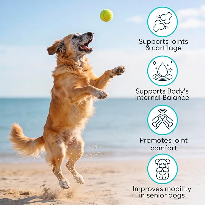 Green Lipped Mussel Powder for Dogs & Cats - 100% New Zealand - 100g - Natural Hip & Joint Support Supplement - Rich in Omega-3, Glucosamine & Chondroitin - Single Ingredient Food Topper