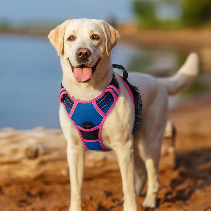 rabbitgoo Dog Harness, No Pull Medium Sized with 2 Leash Clips, Pet Vest | No Choke with Handle, Adjustable Soft Padded, Reflective, Easy Control for Walking, Blue & Hot Pink, Medium