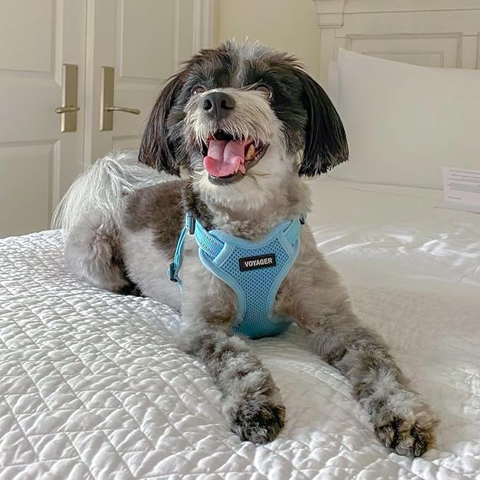 Best Pet Supplies Voyager Adjustable Step-in Flex Breathable Mesh Dog Harness for Small Medium Large Dogs Leash Set (Baby Blue), XL