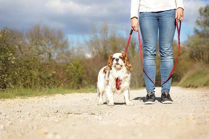 EzyDog Zero Shock Lite - Bungee Dog Leash, for Small Dogs - 48", Blue | Shock Absorbing, Padded Neoprene Grip, Reflective Stitching, Strong for Pullers, .5" Soft Touch Webbing for Durability