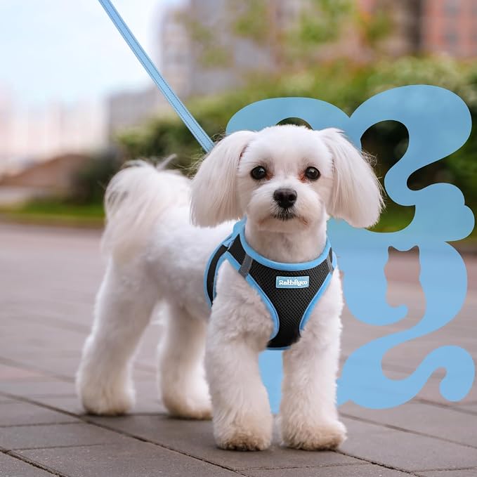 rabbitgoo Dog Harness Small Sized and Leash Set, Step in Soft Vest | Breathable Mesh, Easy Wear with Hook & Loop, Light and Reflective for Walking, Multi-colored, Black & Blue, M