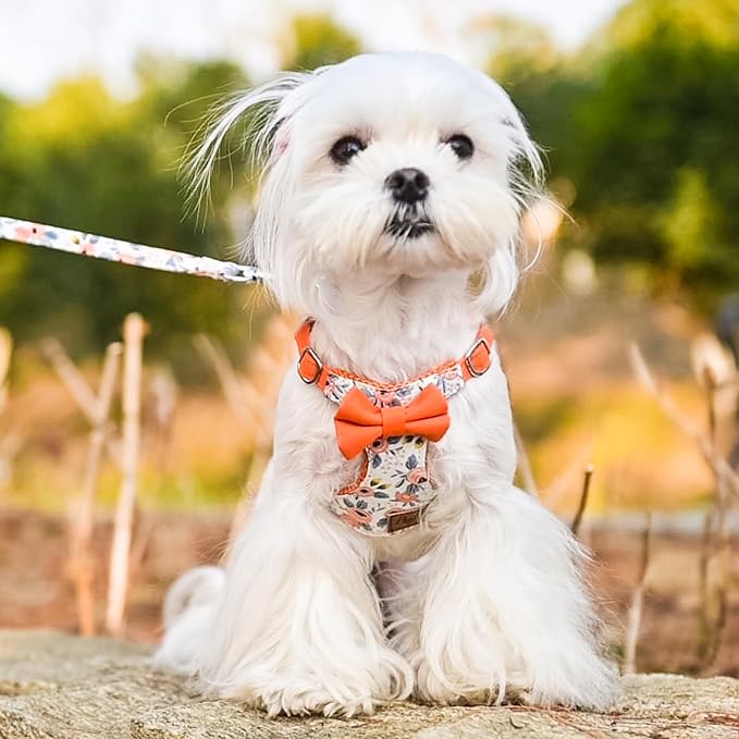 PUPTECK Dog Harness and Leash Set Small Sized, Lightweight Step-in Puppy Harness, Escape Proof No Pull Cute Pet Vest Harnesses, Flower Orange M
