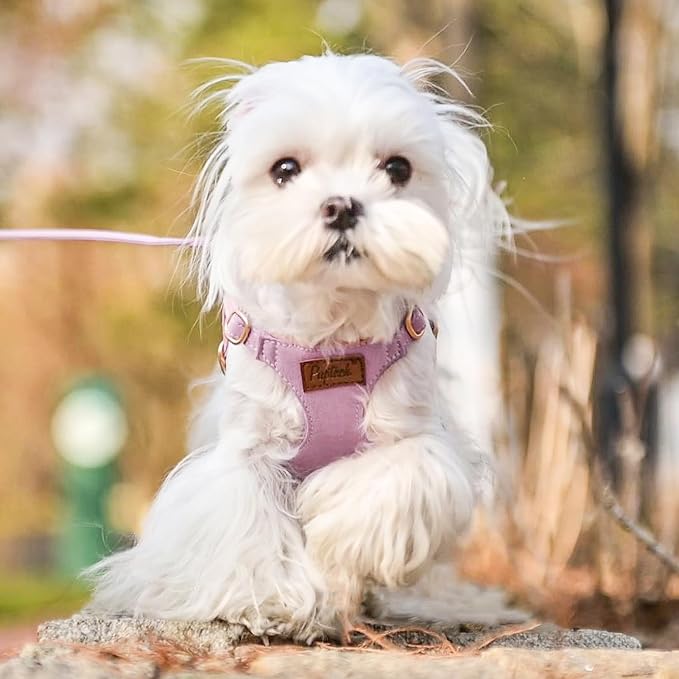 PUPTECK Dog Harness and Leash Set Small Sized, Lightweight Step-in Puppy Harness, Escape Proof No Pull Cute Pet Vest Harnesses, Purple XS