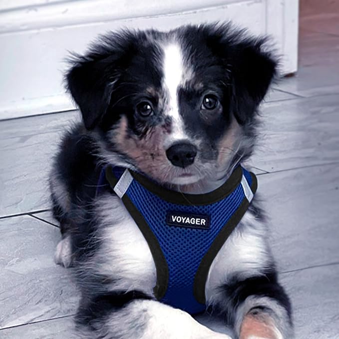 Best Pet Supplies Voyager Step-in Air All Weather Mesh Harness and Reflective Dog 5ft Leash Combo with Neoprene Handle, for Small, Medium and Large Breed Puppies - Royal Blue/Black Trim, XXXS