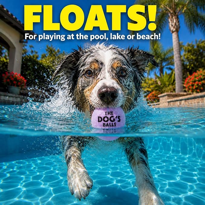 The Dog's Balls Dog Tennis Balls Tough 2.5" 12-Pack Purple Floats in Water | Our fetch balls combine non-abrasive felt exterior and a thicker rubber core Durable Dog Toy for Outdoor Play & Training