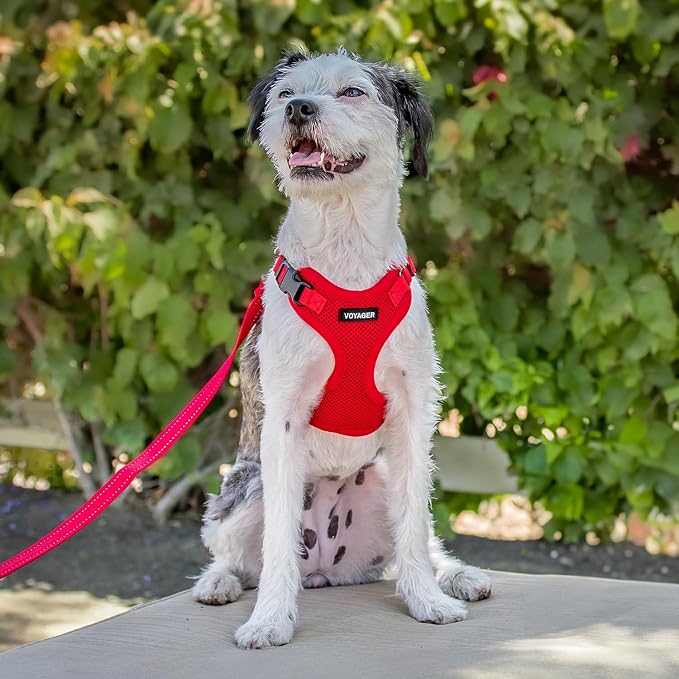 Best Pet Supplies Voyager Step-in Lock Pet Harness w Reflective Pet Leash Combo Set with Neoprene Handle 5ft - Supports Small, Medium and Large Breed Puppies/Cats - Red Set, M