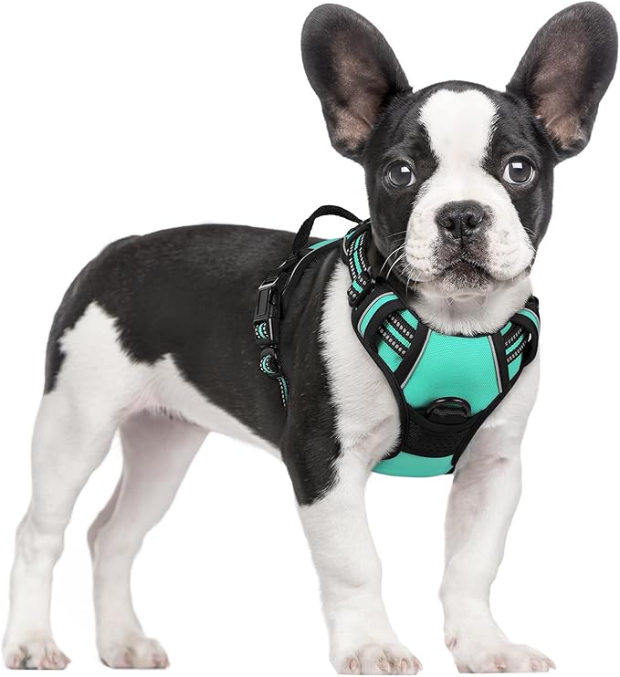 rabbitgoo Dog Harness, No Pull for Small Dogs with 2 Leash Clips, Pet Vest | No Choke with Handle, Adjustable Soft Padded, Reflective, Easy Control for Walking, Turquoise, Small