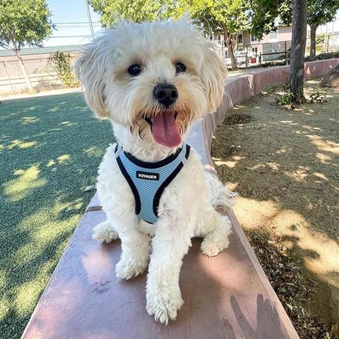 Voyager Step-in Air Dog Vest Harness - Baby Blue/Black Trim, XX-Small | 12 - 13.5" in Chest, Reflective Bands, All Weather Breathable Air Mesh, Cats Compatible, Lightweight, Fast Drying