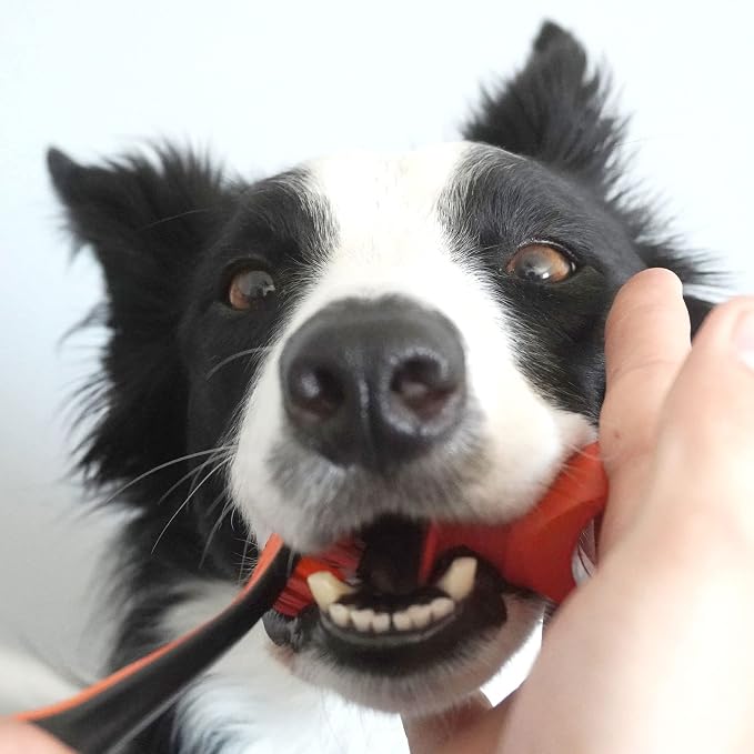 Paw Ready Pet Toothbrushing Assistant for Puppies' Dogs and Cats Allows You to Brush Your pet’s Teeth Without Constantly Worrying About Getting Bitten. (Orange, Medium)
