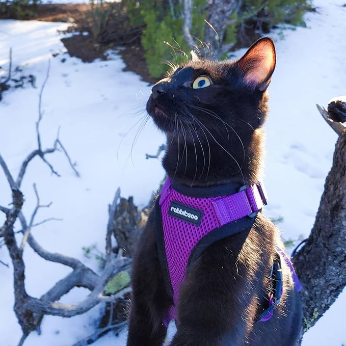 rabbitgoo Cat Harness and Leash Set, Escape Proof Vest, Purple | Soft Breathable Mesh, Easy Adjustable Fit, Snap Buckles, Sturdy Clip, Reflective Strips, for Medium to Large Cats Walks, M