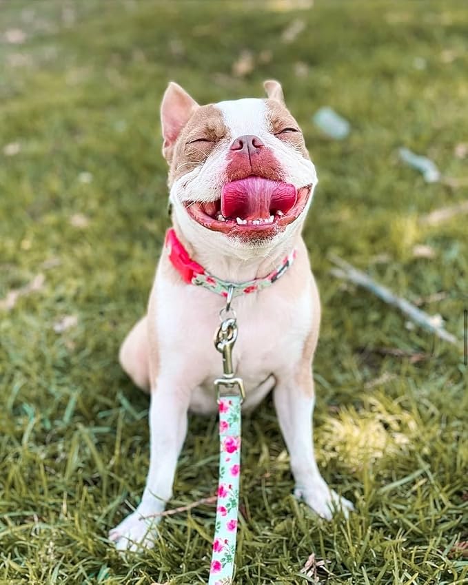 Rose Floral Dog Leash
