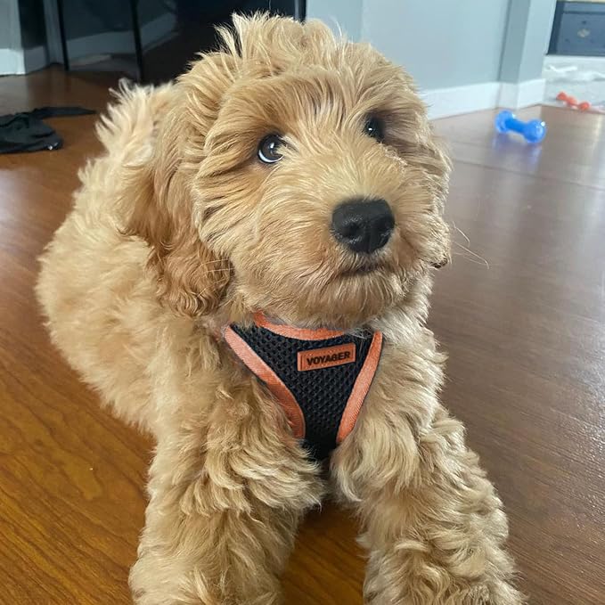 Best Pet Supplies Voyager Step-in Air All Weather Mesh Harness and Reflective Dog 5ft Leash Combo with Neoprene Handle, for Small, Medium and Large Breed Puppies - Black/Orange Trim, Large