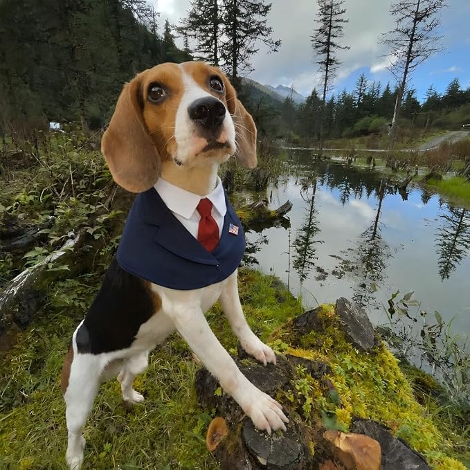 Premium Red Dachshund President Costume, Medium, Medium, Red