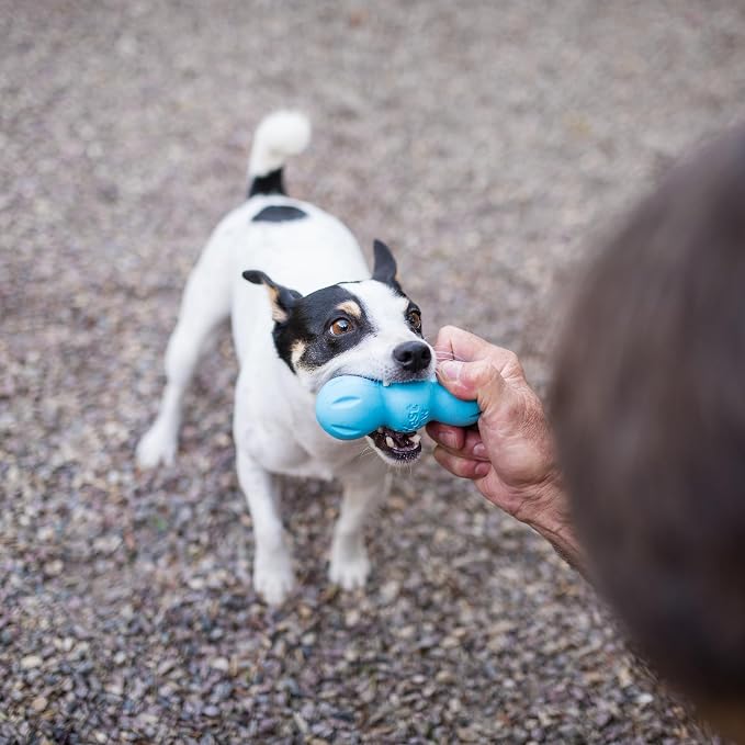 WEST PAW Zogoflex Rumpus Dog Chew Toy – Floatable Toy for Dogs, Aggressive Chewers – Puppy Chewing Toys for Catch, Fetch – Recyclable, Dishwasher-Safe, Medium 6.25", Aqua Blue