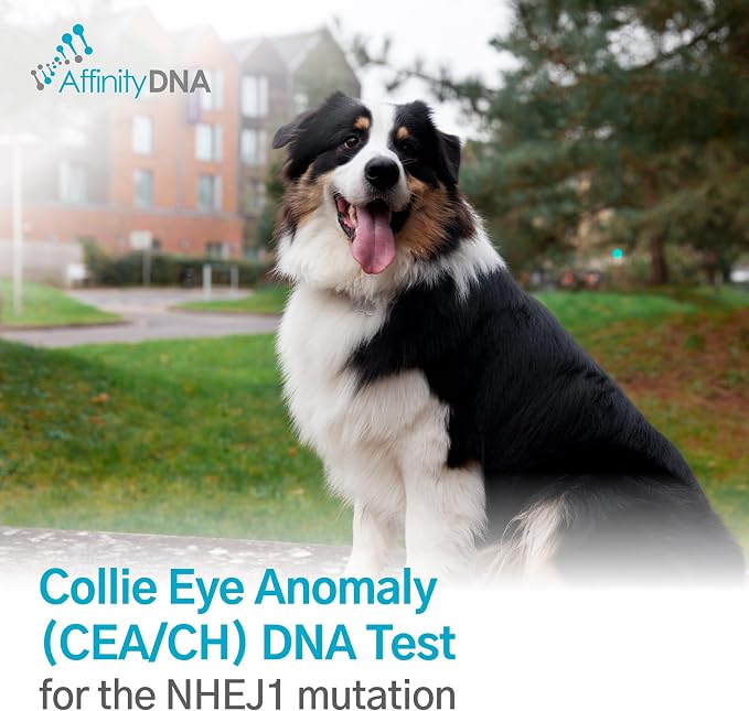 Dog Collie Eye Anomaly (CEA/CH) DNA Test