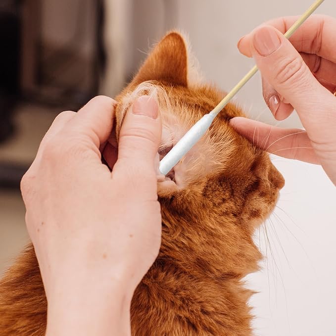 100 Pcs Large Cotton Swabs, 6 Inch, Bamboo Handle