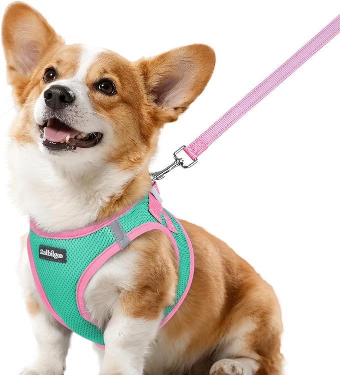 rabbitgoo Dog Harness Small Sized and Leash Set, Step in Soft Vest | Breathable Mesh, Easy Wear with Hook & Loop, Light and Reflective for Walking, Multi-colored, Teal & Pink, L