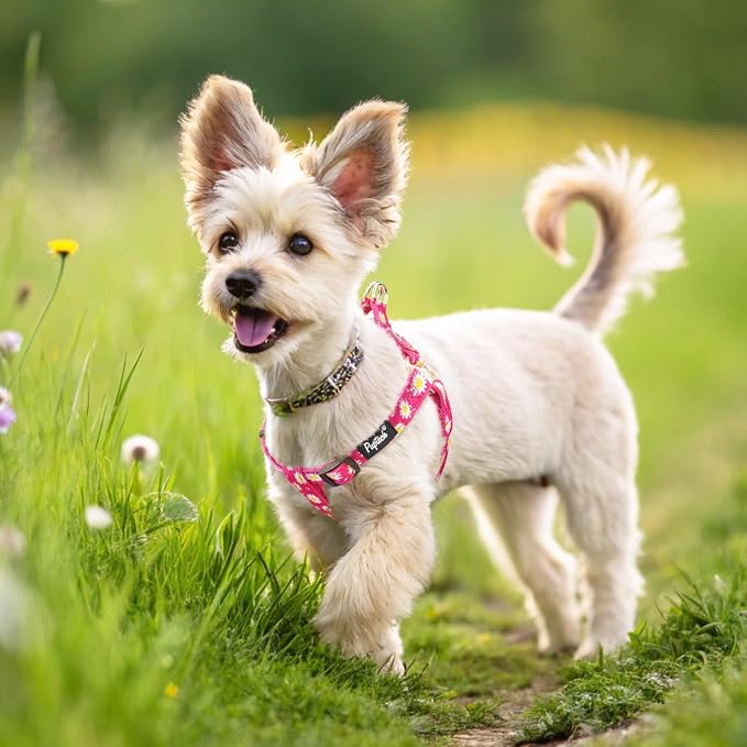 PUPTECK No Pull Dog Harness Small Sized Step-in Adjustable Puppy Vest | Soft Webbing Basic Halter with ID Tag for Outdoor Walking