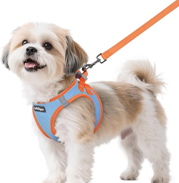 rabbitgoo Dog Harness Small Sized and Leash Set, Step in Soft Vest | Breathable Mesh, Easy Wear with Hook & Loop, Light and Reflective for Walking, Multi-colored, Blue & Orange, S