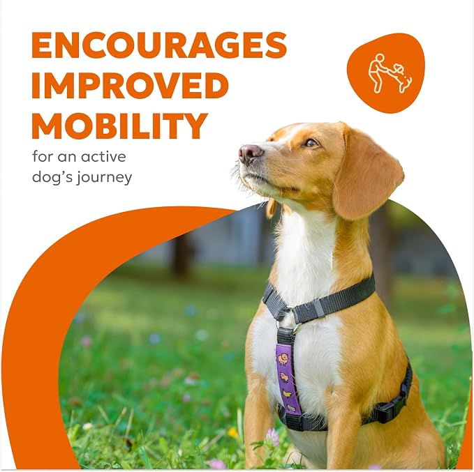 Dog Hip & Joint Supplement Soft Chews – Advanced Mobility & Comfort Support – Glucosamine, Chondroitin, MSM, Turmeric, Boswellia, Collagen – 60 Count