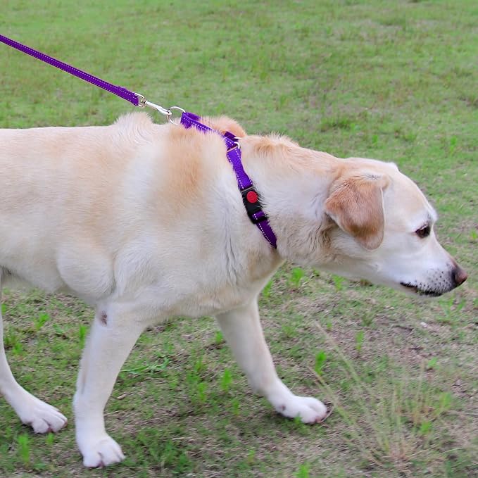 Joytale Martingale Dog Collar(16-20"), 6FT Double Handle Dog Leash for Training,Purple