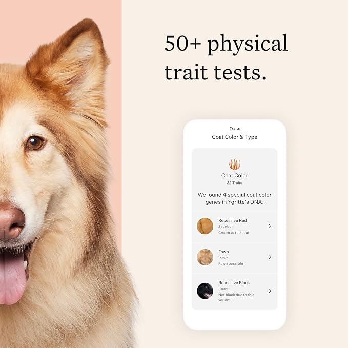 Wisdom Panel Premium DNA Test Kit, 1-Pack