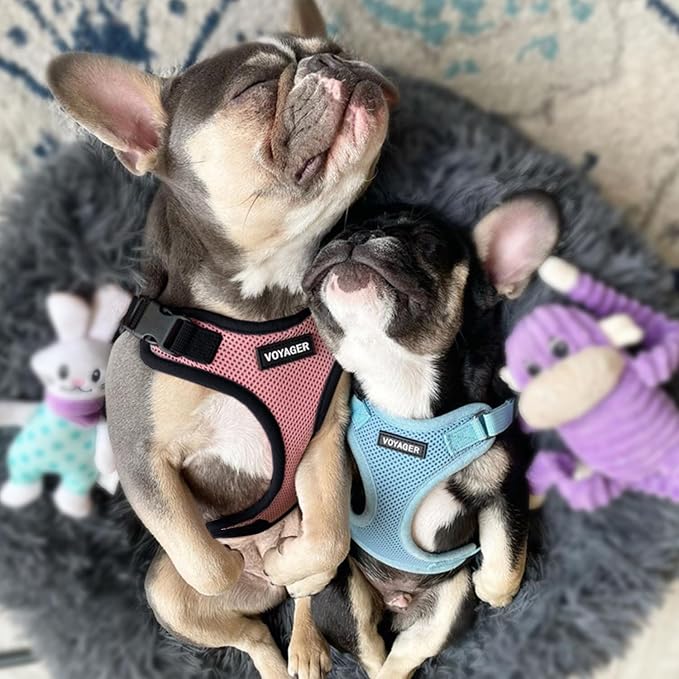 Voyager Step-in Lock Dog Harness - Pink/Black Trim, Small | 15 - 18" in Chest, Adjustable, Breathable Air Mesh, Lightweight for Daily Walks, Strong Clips, Heavy Duty D-Ring