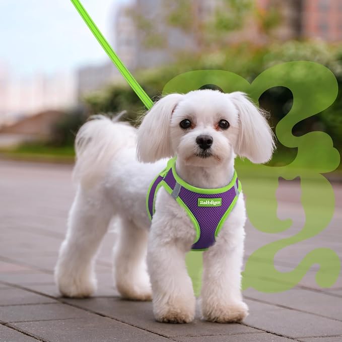 rabbitgoo Dog Harness Small Sized and Leash Set, Step in Soft Vest | Breathable Mesh, Easy Wear with Hook & Loop, Light and Reflective for Walking, Multi-colored, Purple & Green, M