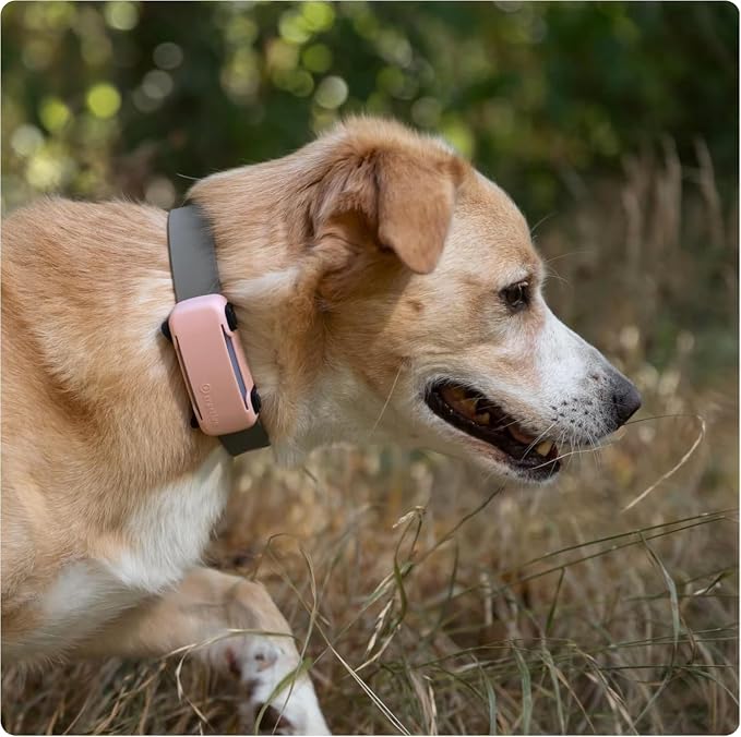 Tractive GPS Dog Tracker (2025 Release) Real-time Pet Location Tracker | Health & Wellness Alerts | Virtual Fence for Dogs | Bark Monitoring (Mint w/Pink Cover)