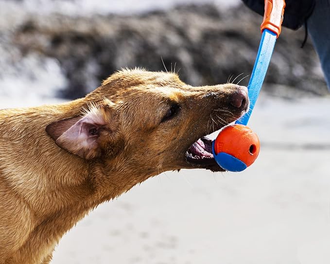 Chuckit! High-Bounce Rubber Fetch Ball Dog Toy, Large 3in, for Big Dogs | Comes in Assorted Colors
