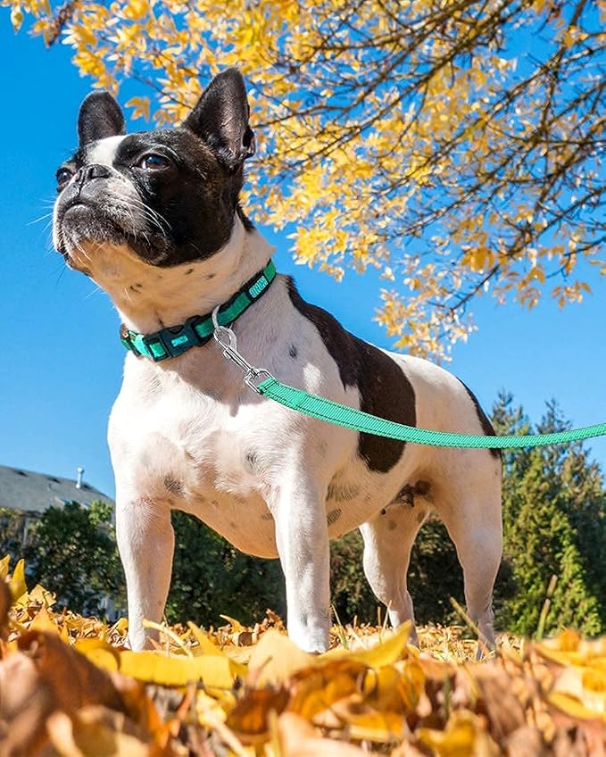 Joytale 12-16 inches Dog Collar and 6FT Leash, Reflective Soft Neoprene Padded Pet Collars and Leashes for Small Dog