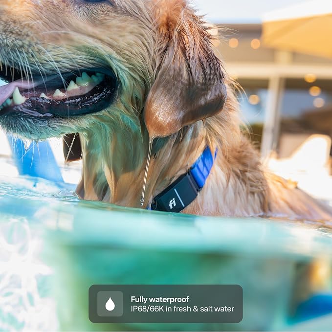 Fi Series 3+ GPS + Health Dog Collar, Gray, Medium, 12-Month Membership | Smart GPS dog collar with live tracking, health & behavior, Escape Alerts, LED light. Waterproof and Apple Watch compatible.