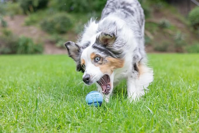 Chuckit! Sniff Fetch Balls Canister, 4 Pack, for Medium Dog Breeds | Made for Dogs Weighing 20 to 60 Pounds