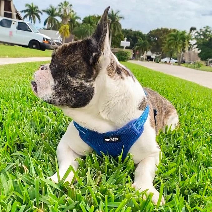 Best Pet Supplies Voyager Adjustable Step-in Flex Breathable Mesh Dog Harness for Small Medium Large Dogs Leash Set (Royal Blue), XL