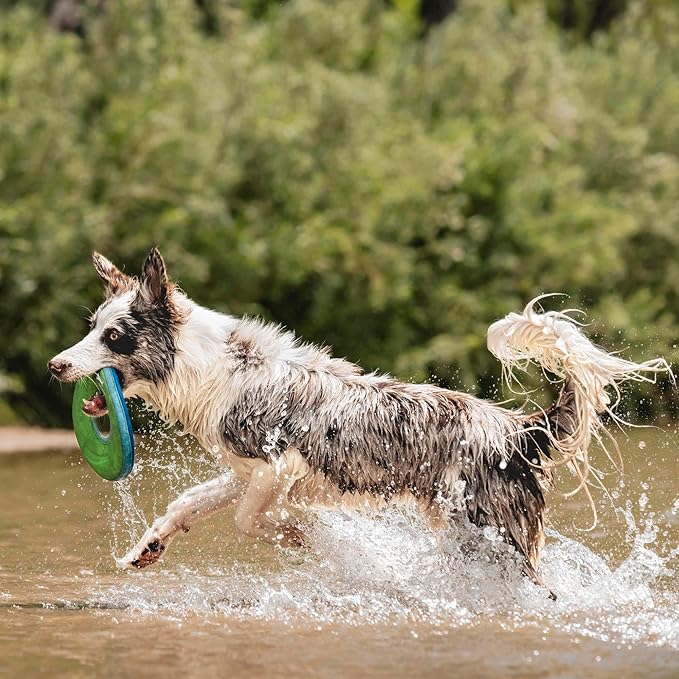 Chuckit! Amphibious ZipFlight Floating & Flying Disc Dog Toy, Medium, 8.5in, Assorted Colors