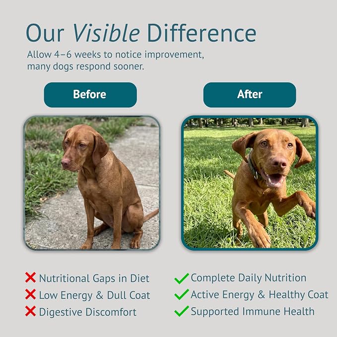 Dog Multivitamin Chews - Glucosamine, Probiotics, Salmon Oil, Mushroom Blend & Ashwagandha - Daily Dog Vitamins for Immune, Joint, Skin, Gut and Energy Support - Made in USA - 60 Count