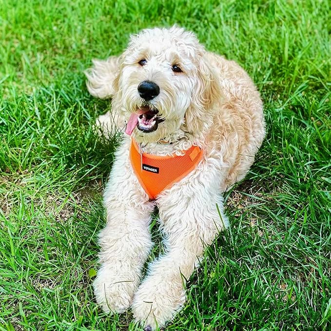 Best Pet Supplies Voyager Step-in Lock Pet Harness w Reflective Pet Leash Combo Set with Neoprene Handle 5ft - Supports Small, Medium and Large Breed Puppies/Cats - Orange Set, XL