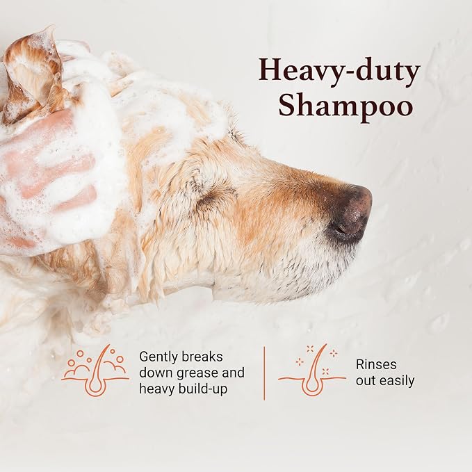 iGroom Squeaky Clean Dog Shampoo, Luxury Pet Beauty Care, Intense Cleaning Power, Chamomile Extracts Sooth Skin, Made in USA (1 GAL) (Pack of 2)