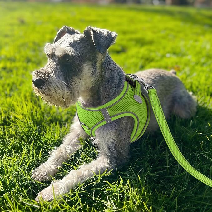 Joytale Step-in Dog Harness, Soft Breathable Mesh, Green L | Adjustable Fit for Small Dogs, Easy Step-in with Secure Fastener, Even Chest Pressure, Reflective For Night Safety, Washable