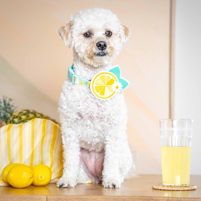 Blueberry Pet Zesty Fruit Dog Collar, Adjustable Small Size, Neck 12”-16”, Refreshing Lemon Print, Summer Citrus Pet Collar