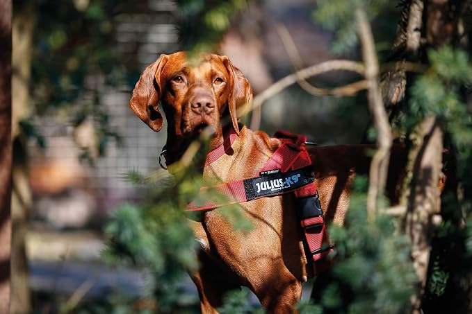 Julius-K9 IDC Color & Gray Belt Harness, Size: XL/2, Red-Gray