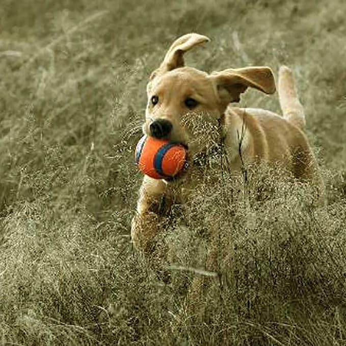 Chuckit! Ultra Ball Dog Toy - Size Large - for Dogs 60-100 lbs - Made from Durable Rubber - Super Bouncy - Floats in Water - 3-inch Diameter - Large (Pack of 12)