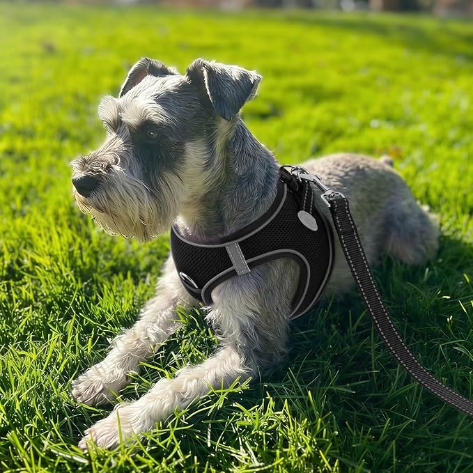 Joytale Step-in Dog Harness, Soft Breathable Mesh, Black XXXS | Adjustable Fit for Small Dogs, Easy Step-in with Secure Fastener, Even Chest Pressure, Reflective For Night Safety, Washable