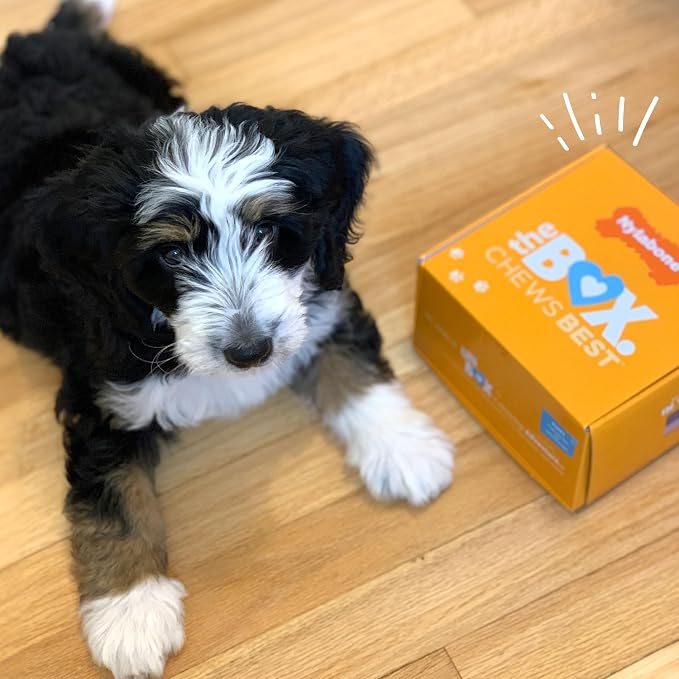 Nylabone Puppy Gift Box, Strong Chew Toys & Treat, Small, 4 Count | Flavor variety, 3 puppy toys & 1 natural treat dog bone, gifts for puppies, teething toys for small puppies up to 25 lbs