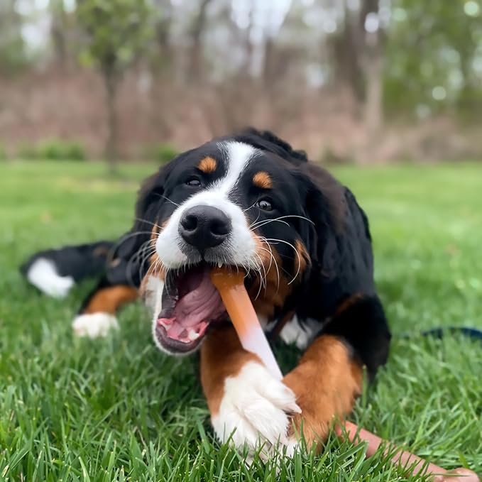Nylabone Power Chew Original Bone Dog Chew Toys, Large, 2 Count | Funnel cake and shish kabob flavors, durable chew toys, discourages destructive chewing, for dogs up to 50 pounds