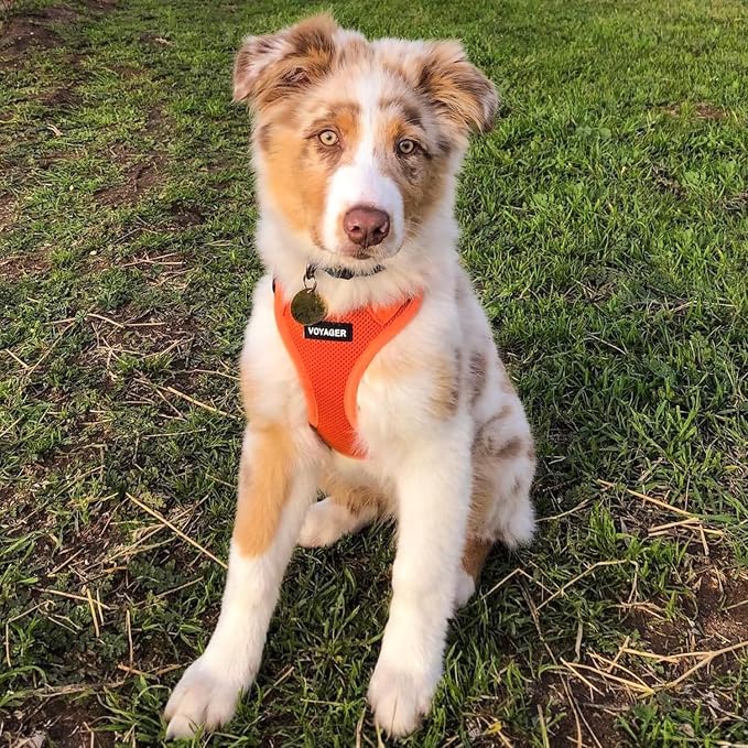 Best Pet Supplies Voyager Step-in Air All Weather Mesh Harness and Reflective Dog 5ft Leash Combo with Neoprene Handle, for Small, Medium and Large Breed Puppies - Orange, Small